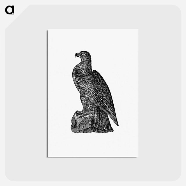 アートポストカード-Washington Eagle from A Book of the United States
 - 大英図書館 Postcard.