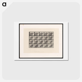 アートポストカード-Man on Horse
 - エドワード マイブリッジ Postcard.