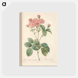 アートポストカード-Rose illustration - ピエール ジョゼフ ルドゥーテ Postcard.