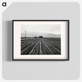 アートポスター-Young Lettuce, Salinas
 - セントルイス美術館 Poster.