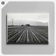 アートパネル-Young Lettuce, Salinas
 - セントルイス美術館 Canvas.