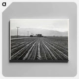 アートパネル-Young Lettuce, Salinas
 - セントルイス美術館 Canvas.