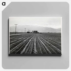 アートパネル-Young Lettuce, Salinas
 - セントルイス美術館 Canvas.