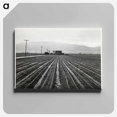 アートパネル-Young Lettuce, Salinas
 - セントルイス美術館 Canvas.