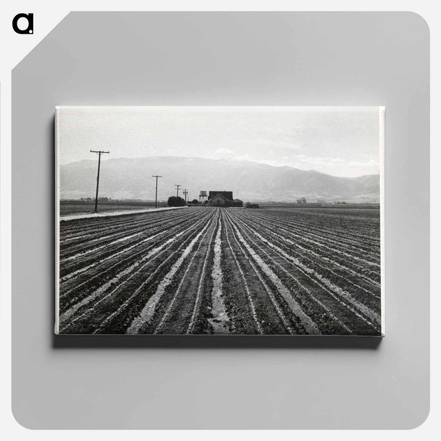 アートパネル-Young Lettuce, Salinas
 - セントルイス美術館 Canvas.