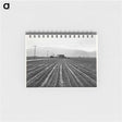 アートメモ帳-Young Lettuce, Salinas
 - セントルイス美術館 Memo.
