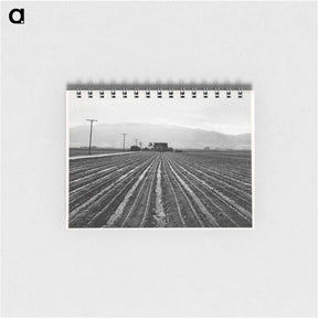 アートメモ帳-Young Lettuce, Salinas
 - セントルイス美術館 Memo.