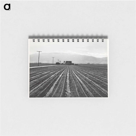 アートメモ帳-Young Lettuce, Salinas
 - セントルイス美術館 Memo.
