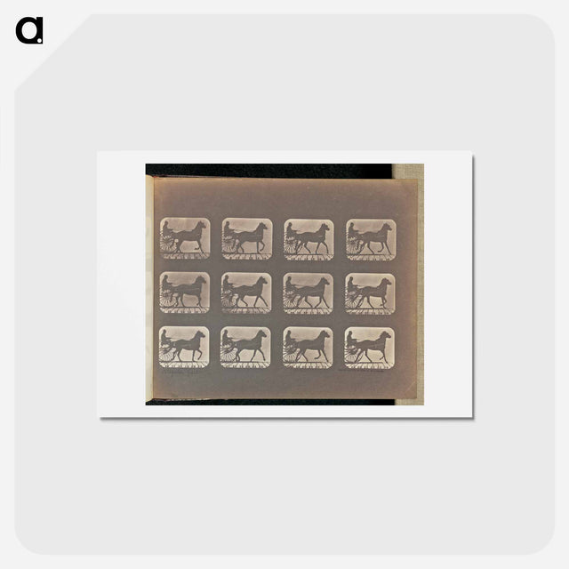 アートポストカード-Irregular Gait
 - エドワード マイブリッジ Postcard.