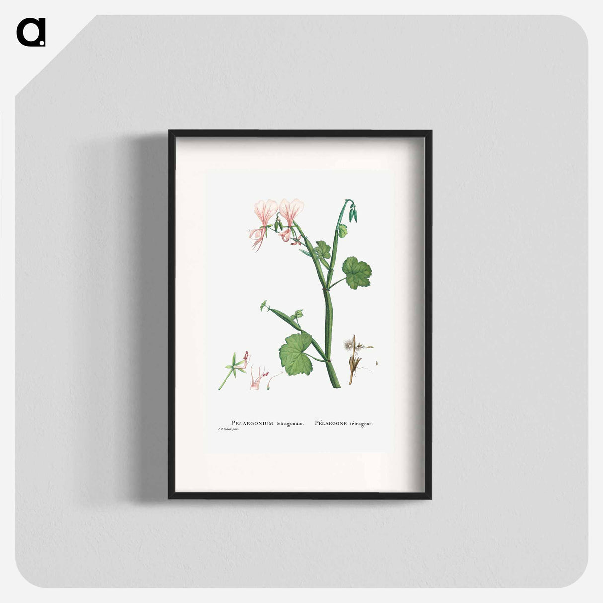 Pelargonium Tetragonum (Square–Stemmed Pelargonium) - ピエール ジョゼフ ルドゥーテ Poster.