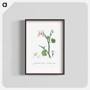 アートポスター-Pelargonium Tetragonum (Square–Stemmed Pelargonium) - ピエール ジョゼフ ルドゥーテ Poster.