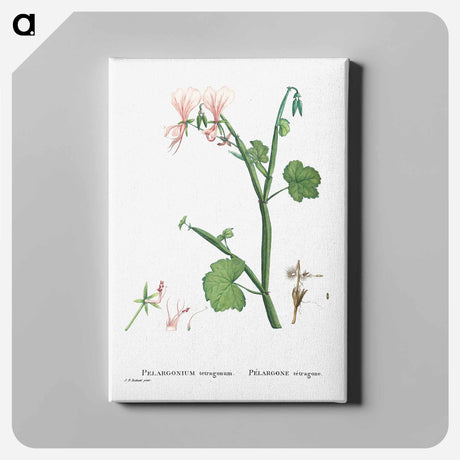 アートパネル-Pelargonium Tetragonum (Square–Stemmed Pelargonium) - ピエール ジョゼフ ルドゥーテ Canvas.