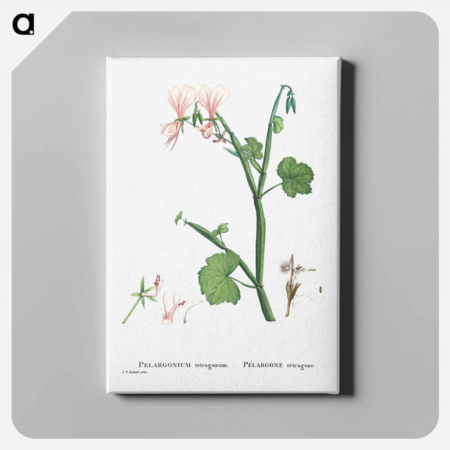 アートパネル-Pelargonium Tetragonum (Square–Stemmed Pelargonium) - ピエール ジョゼフ ルドゥーテ Canvas.