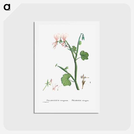 アートポストカード-Pelargonium Tetragonum (Square–Stemmed Pelargonium) - ピエール ジョゼフ ルドゥーテ Postcard.