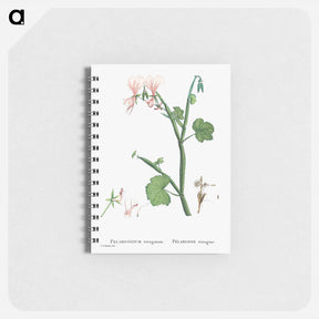 アートメモ帳-Pelargonium Tetragonum (Square–Stemmed Pelargonium) - ピエール ジョゼフ ルドゥーテ Memo.