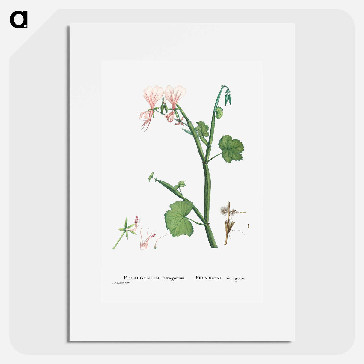 Pelargonium Tetragonum (Square–Stemmed Pelargonium) - ピエール ジョゼフ ルドゥーテ Poster.