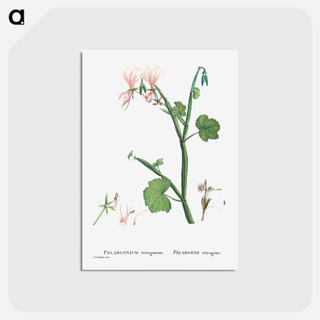 アートポストカード-Pelargonium Tetragonum (Square–Stemmed Pelargonium) - ピエール ジョゼフ ルドゥーテ Postcard.