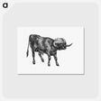 アートポストカード-Bull from Portuguese Expedition To Muatianvua
 - 大英図書館 Postcard.