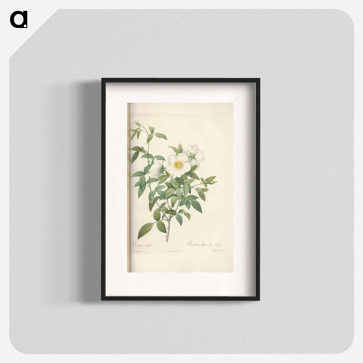 Rose illustration - Pierre Joseph Redouté Poster.