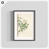 Rose illustration - Pierre Joseph Redouté Poster.