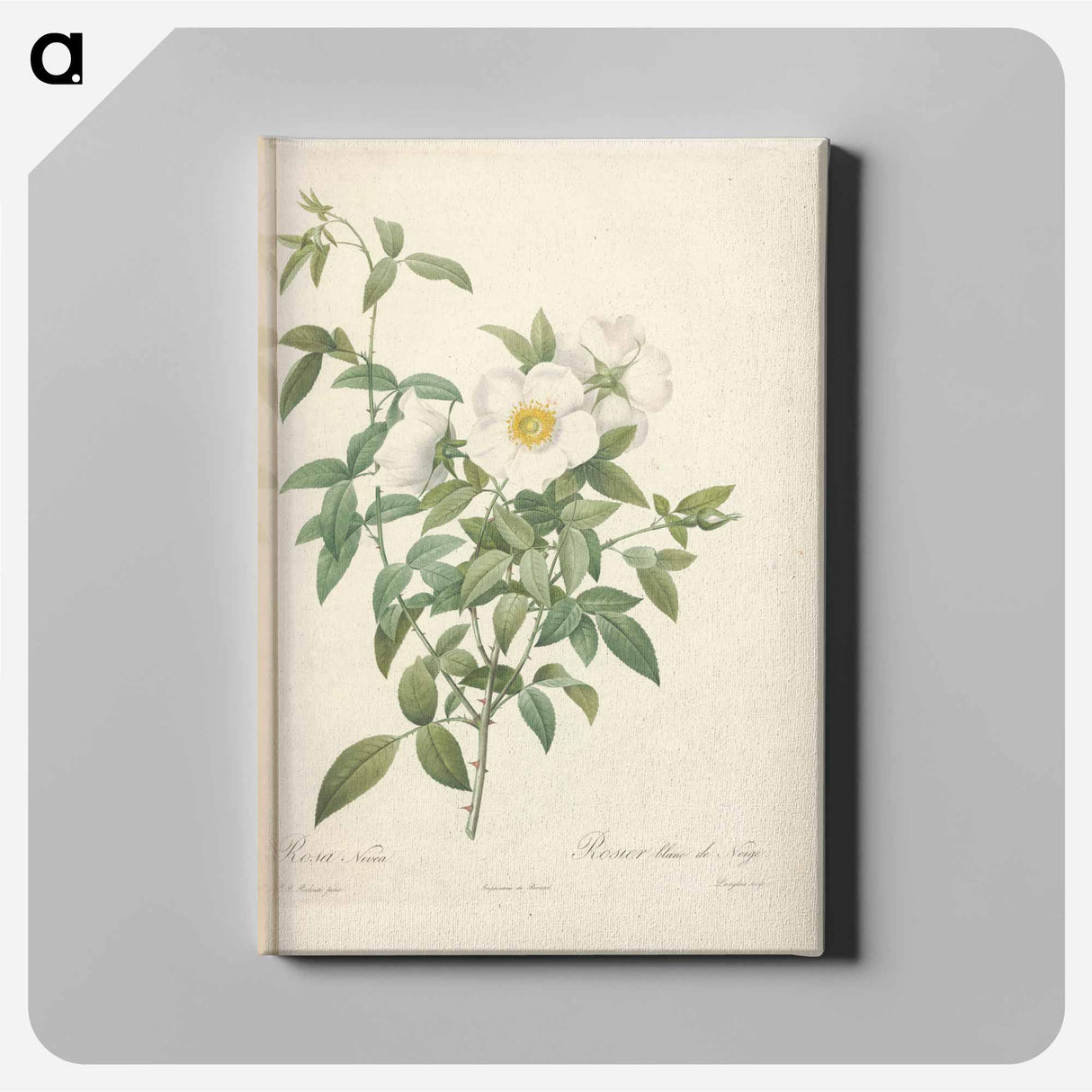 アートパネル-Rose illustration - ピエール ジョゼフ ルドゥーテ Canvas.