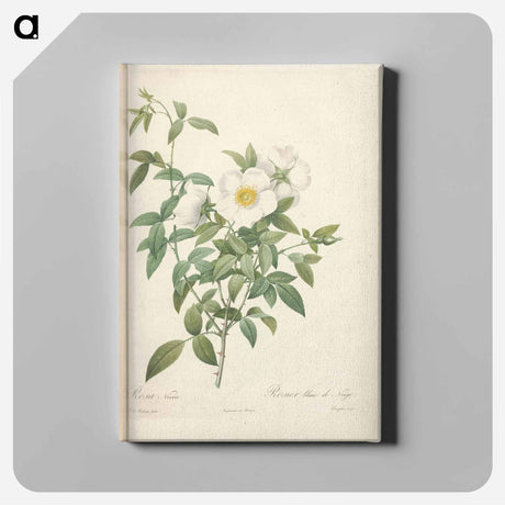 アートパネル-Rose illustration - ピエール ジョゼフ ルドゥーテ Canvas.