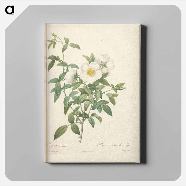 アートパネル-Rose illustration - ピエール ジョゼフ ルドゥーテ Canvas.