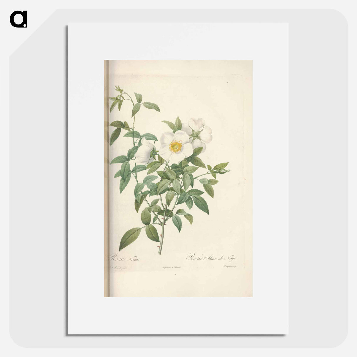 Rose illustration - Pierre Joseph Redouté Poster.