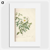 Rose illustration - Pierre Joseph Redouté Poster.
