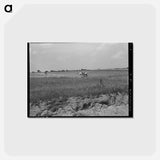 アートポストカード-Oklahoma Cotton Field
 - ラッセル リー Postcard.