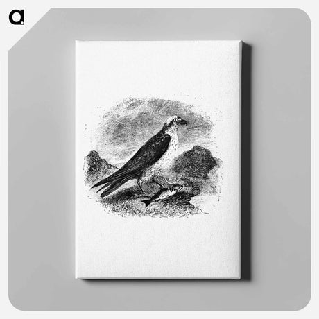 アートパネル-Water Eagle
 - 大英図書館 Canvas.