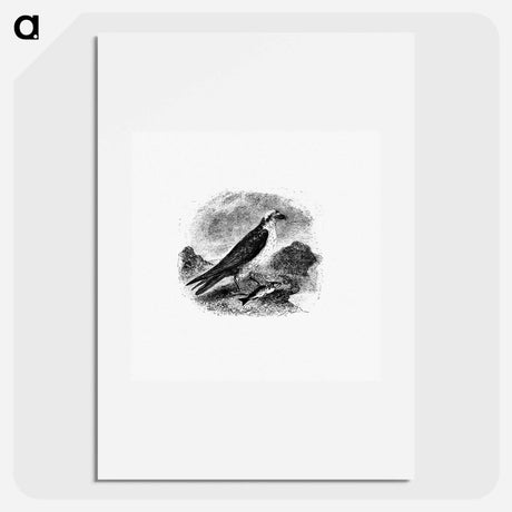 アートポスター-Water Eagle
 - 大英図書館 Poster.