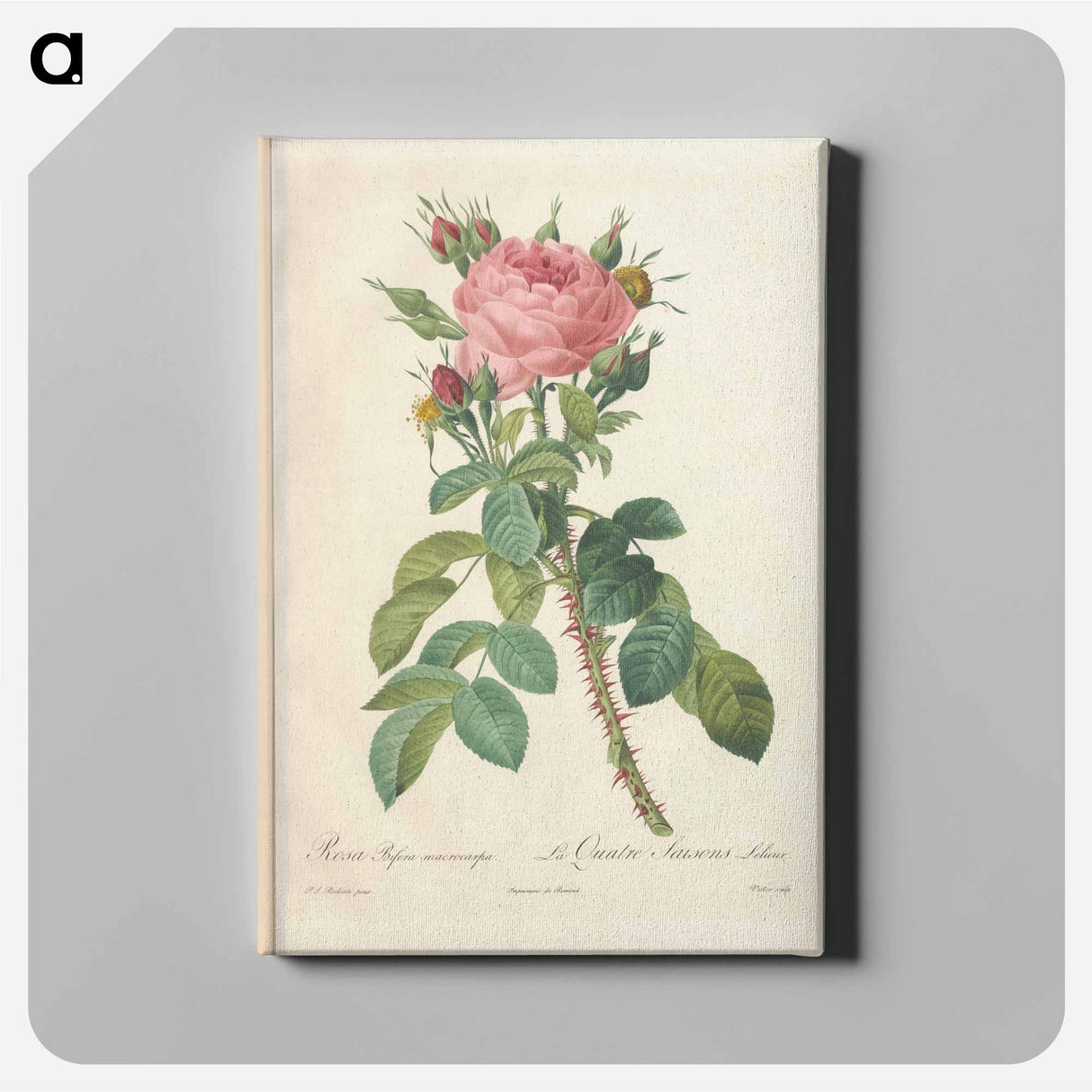 アートパネル-Rose illustration - ピエール ジョゼフ ルドゥーテ Canvas.