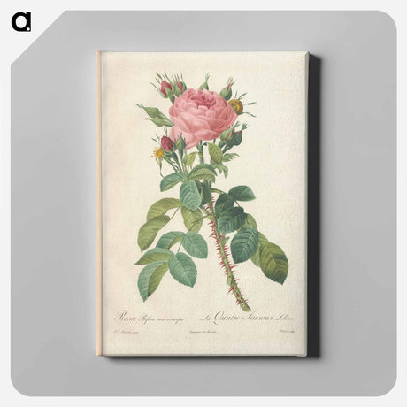 アートパネル-Rose illustration - ピエール ジョゼフ ルドゥーテ Canvas.