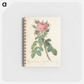 アートメモ帳-Rose illustration - ピエール ジョゼフ ルドゥーテ Memo.