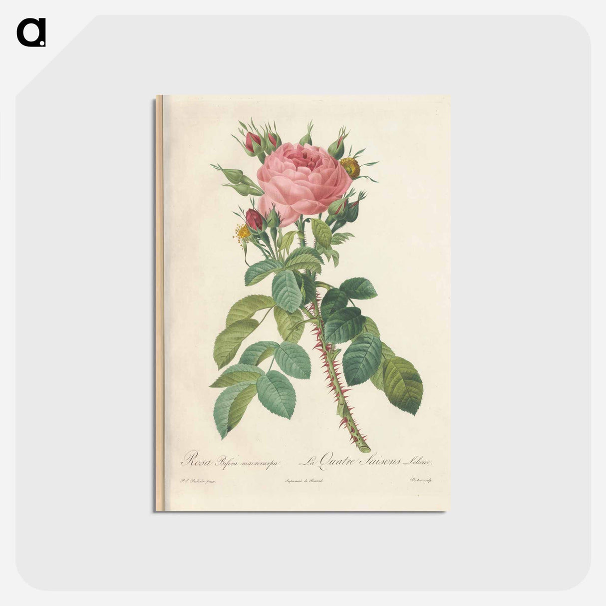 アートポストカード-Rose illustration - ピエール ジョゼフ ルドゥーテ Postcard.