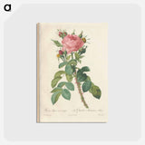 アートポストカード-Rose illustration - ピエール ジョゼフ ルドゥーテ Postcard.