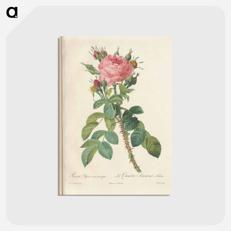 アートポストカード-Rose illustration - ピエール ジョゼフ ルドゥーテ Postcard.