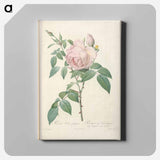 アートパネル-Rose illustration - ピエール ジョゼフ ルドゥーテ Canvas.