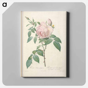 アートパネル-Rose illustration - ピエール ジョゼフ ルドゥーテ Canvas.