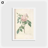 アートポストカード-Rose illustration - ピエール ジョゼフ ルドゥーテ Postcard.