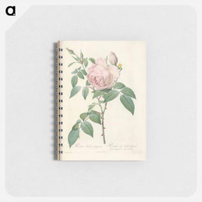 アートメモ帳-Rose illustration - ピエール ジョゼフ ルドゥーテ Memo.