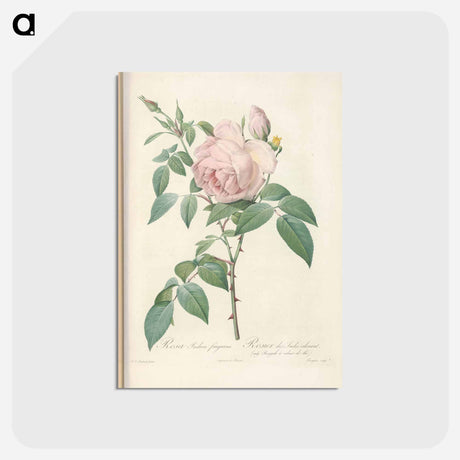 アートポストカード-Rose illustration - ピエール ジョゼフ ルドゥーテ Postcard.