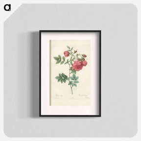 アートポスター-Rose illustration - ピエール ジョゼフ ルドゥーテ Poster.