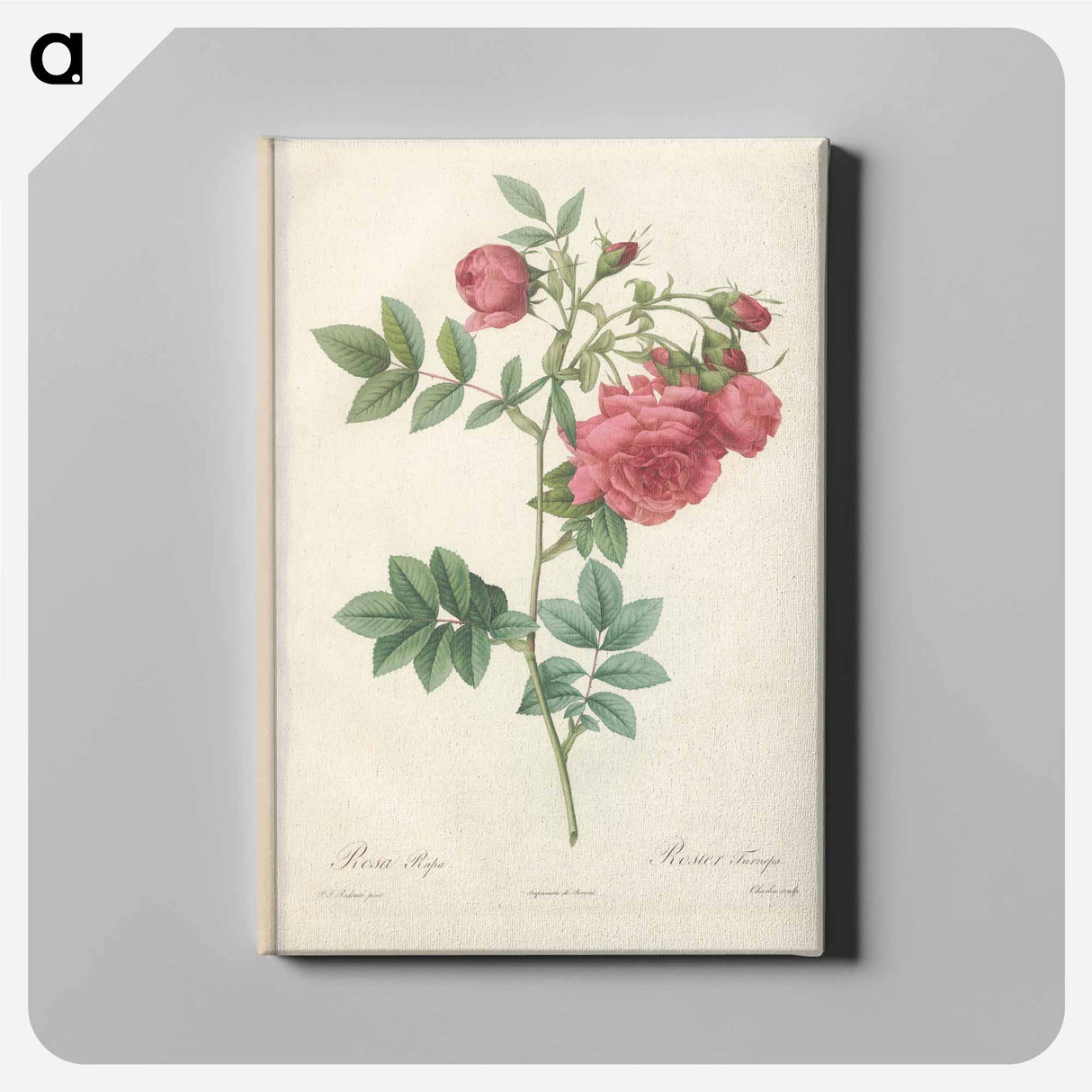 アートパネル-Rose illustration - ピエール ジョゼフ ルドゥーテ Canvas.