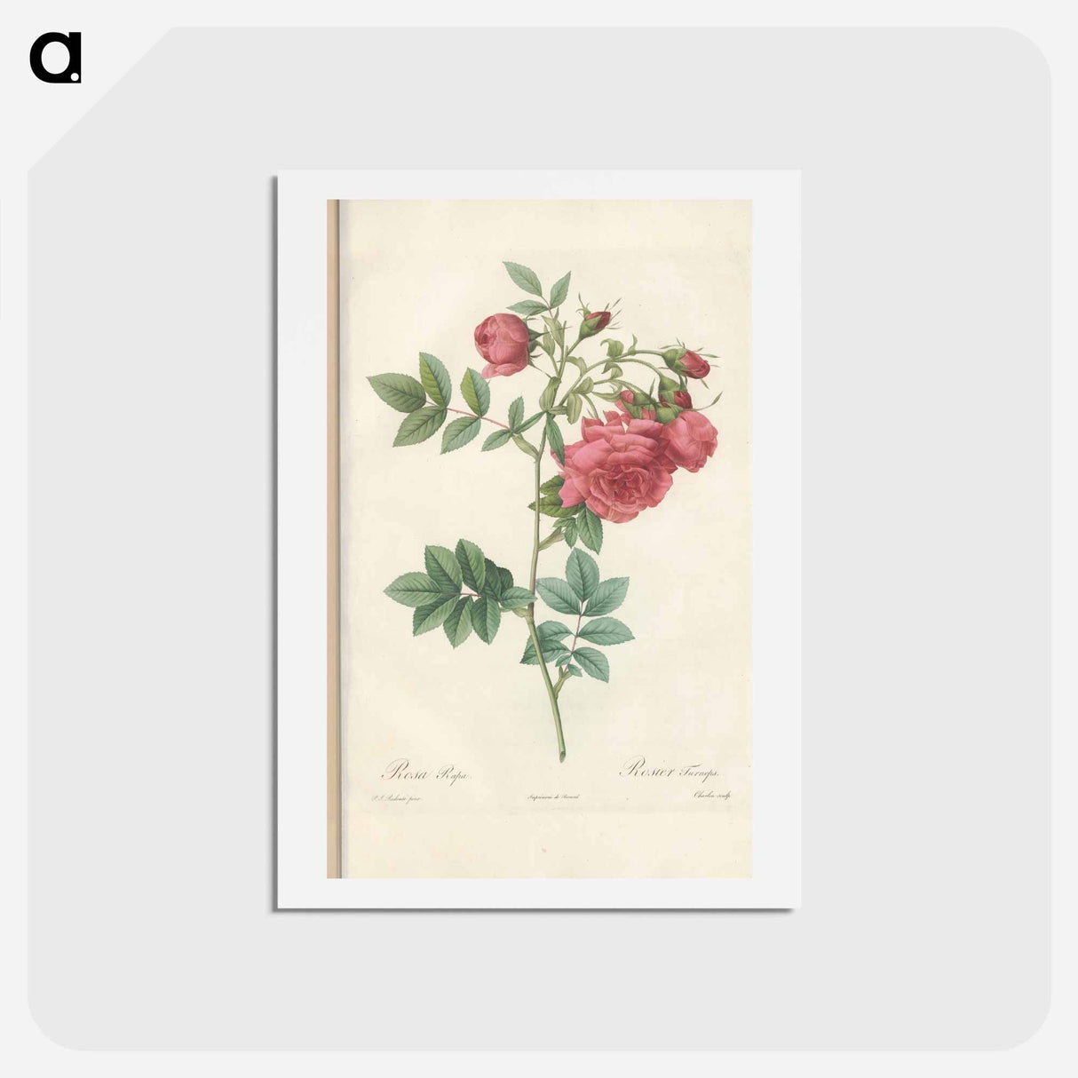 アートポストカード-Rose illustration - ピエール ジョゼフ ルドゥーテ Postcard.