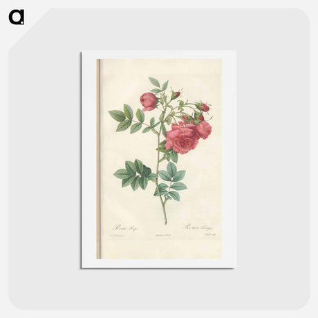 アートポストカード-Rose illustration - ピエール ジョゼフ ルドゥーテ Postcard.
