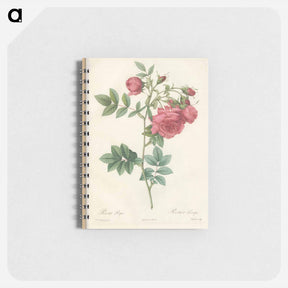アートメモ帳-Rose illustration - ピエール ジョゼフ ルドゥーテ Memo.