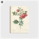 アートポストカード-Rose illustration - ピエール ジョゼフ ルドゥーテ Postcard.