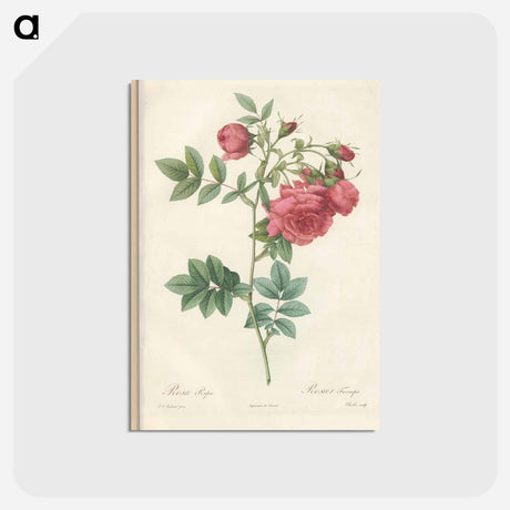 アートポストカード-Rose illustration - ピエール ジョゼフ ルドゥーテ Postcard.